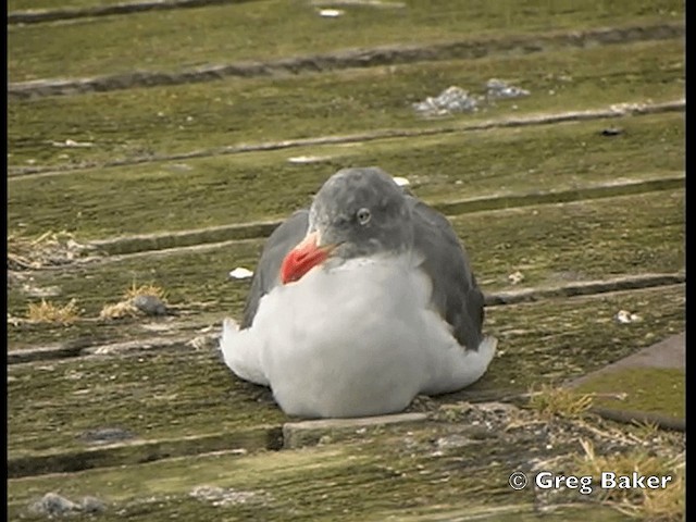 Gaviota Patagona - ML201798111