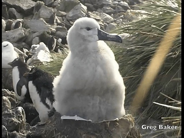 Albatros à sourcils noirs (melanophris) - ML201798131