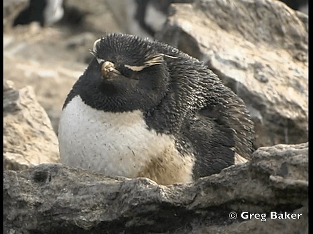 Pingüino Saltarrocas Meridional (chrysocome) - ML201798141