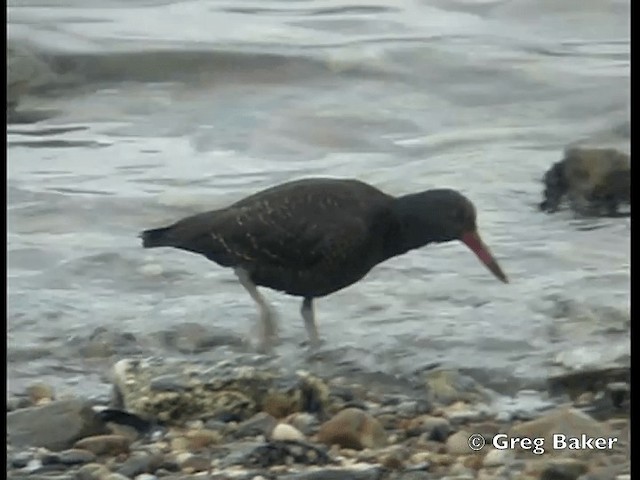 Blackish Oystercatcher - ML201798191