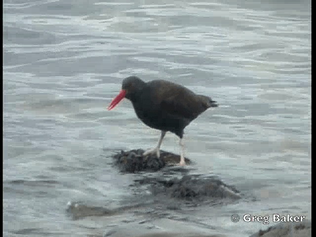 Blackish Oystercatcher - ML201798201