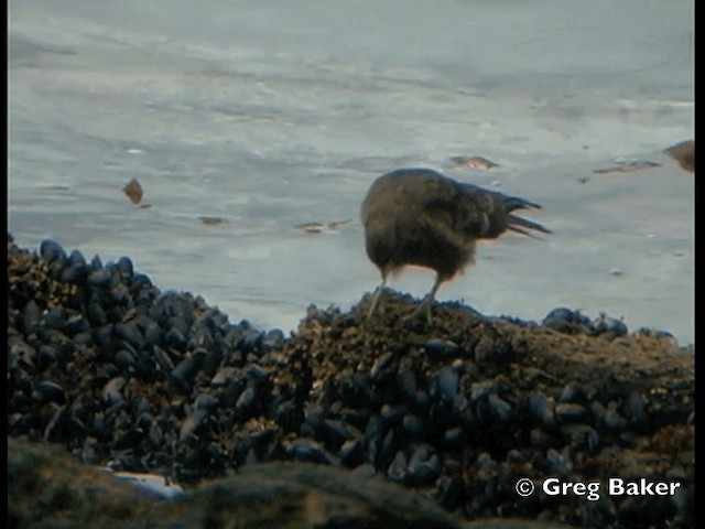 Chimango Caracara - ML201798221