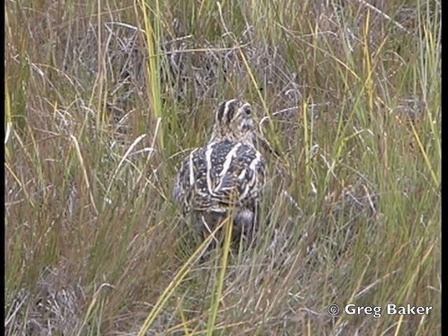 Magellanic Snipe - ML201798241