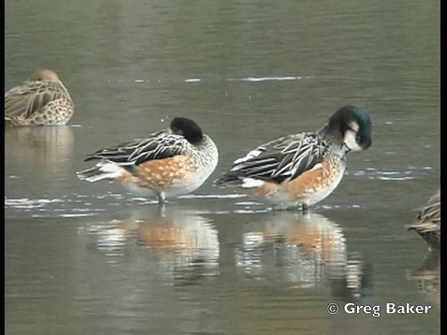 Canard de Chiloé - ML201798251