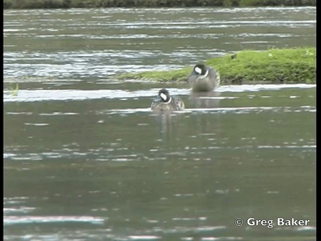 Spectacled Duck - ML201798271