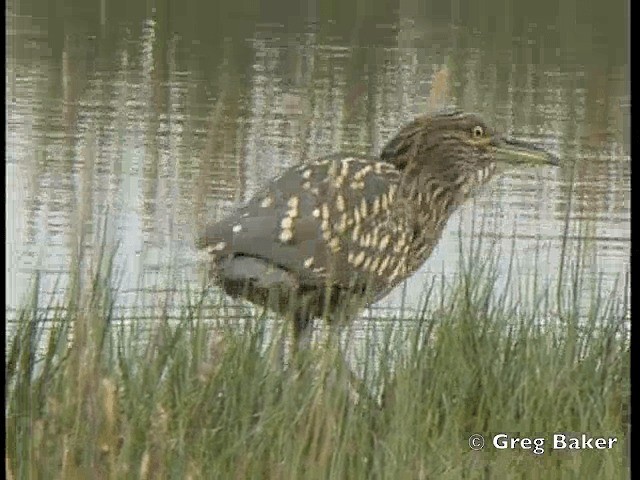 Black-crowned Night Heron (Dusky) - ML201798281