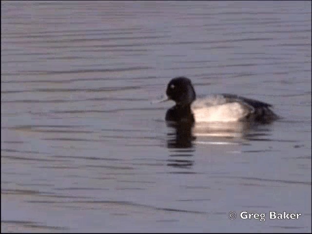 Lesser Scaup - ML201798311