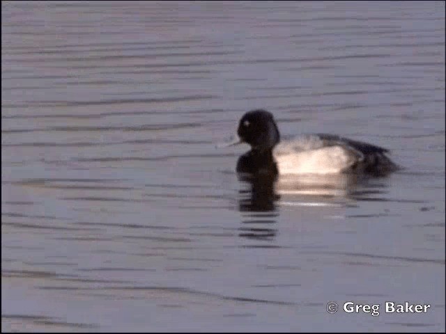 Lesser Scaup - ML201798311