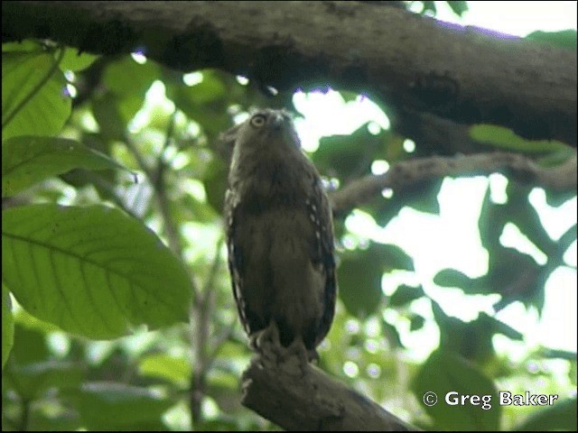 Buffy Fish-Owl - ML201798341