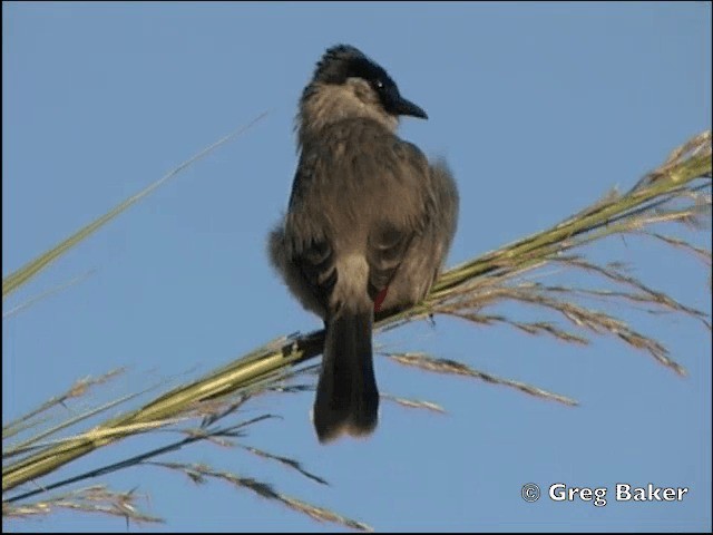 Bulbul cul-d'or - ML201798361