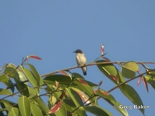 Scarlet-backed Flowerpecker - ML201798371