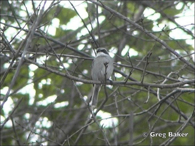 Gray Bushchat - ML201798431