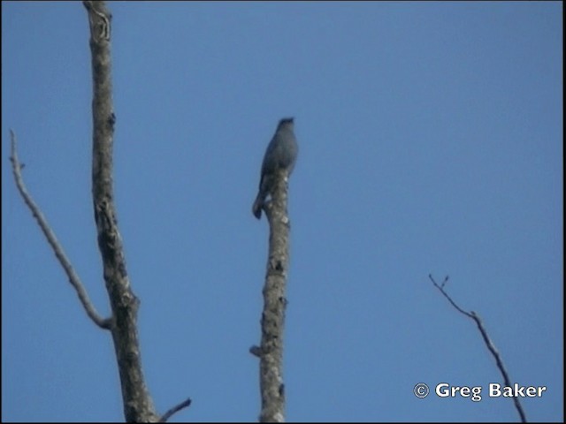 Verditer Flycatcher - ML201798441