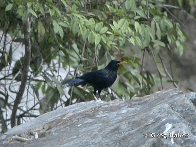 Blue Whistling-Thrush (Yellow-billed) - ML201798451