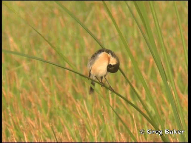 Amur Stonechat - ML201798521