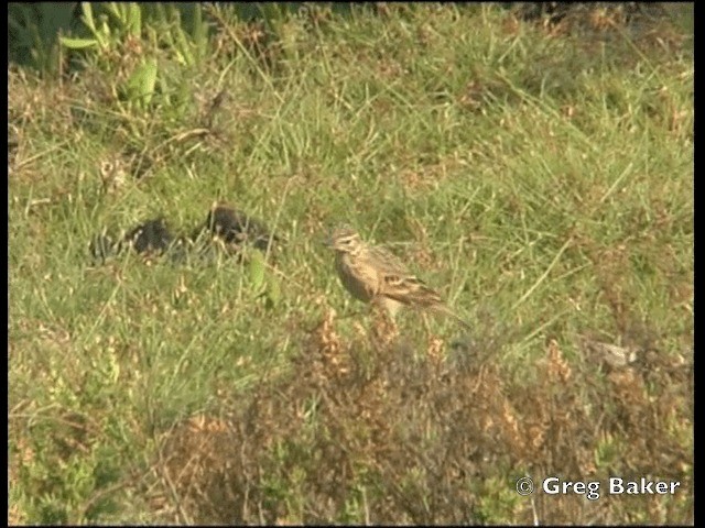 Paddyfield Pipit - ML201798541