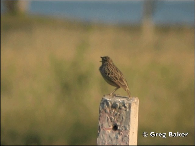 Indochinese Bushlark - ML201798561