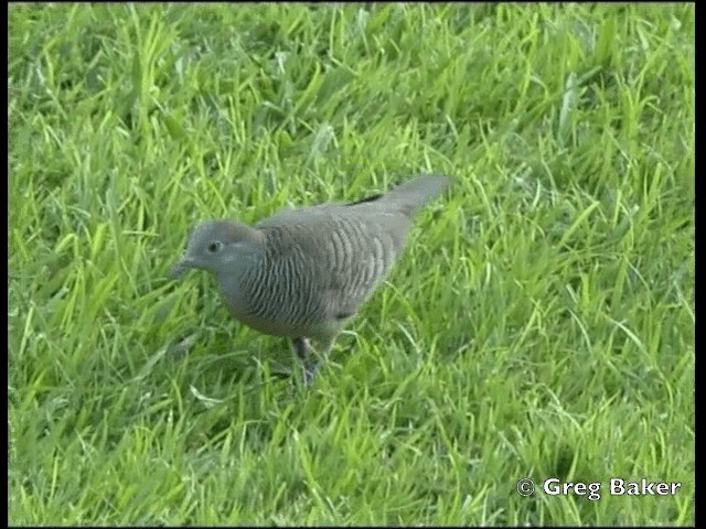 Zebra Dove - ML201798591