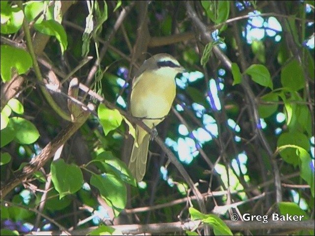 Brown Shrike (Brown) - ML201798601