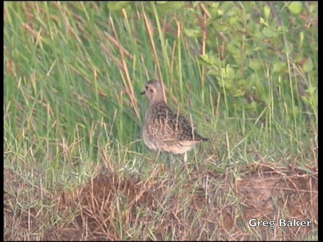 Pacific Golden-Plover - ML201798641