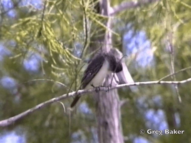 Eastern Kingbird - ML201798701