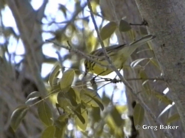 Prairie Warbler - ML201798711