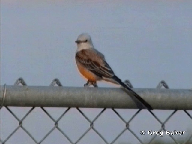 Scissor-tailed Flycatcher - ML201798731