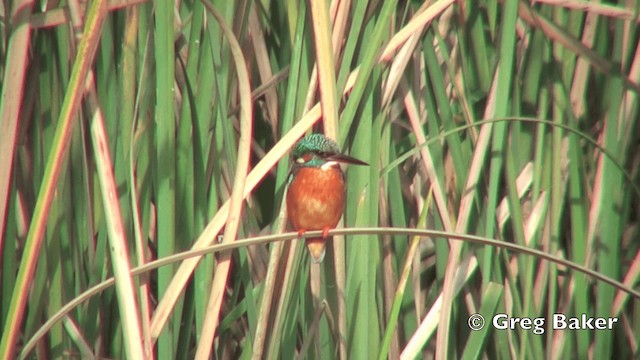 Common Kingfisher (Common) - ML201798741