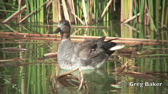 Gadwall - ML201798761