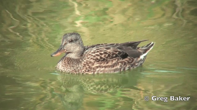 Gadwall - ML201798771