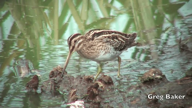 Common Snipe - ML201798801