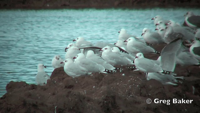 Audouin's Gull - ML201798811