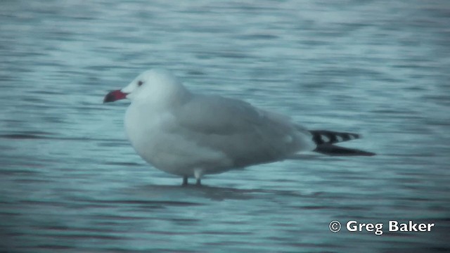 Audouin's Gull - ML201798821