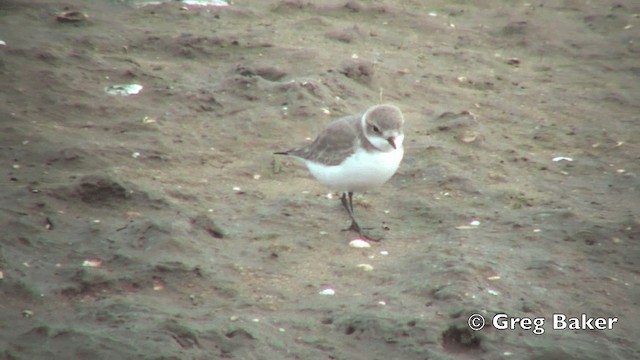 kulík mořský (ssp. alexandrinus/nihonensis) - ML201798831