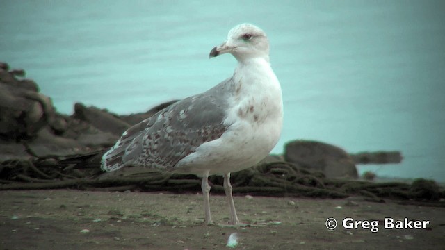 Yellow-legged Gull (michahellis) - ML201798851