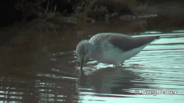 Common Greenshank - ML201798881