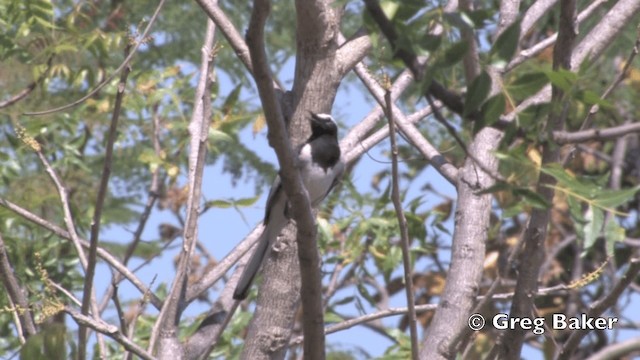 White-browed Wagtail - ML201798911