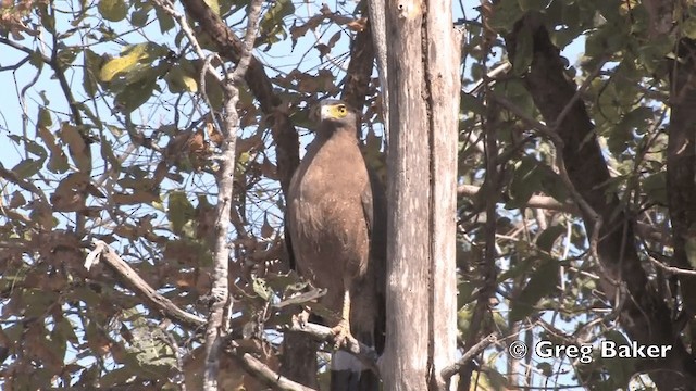 Crested Serpent-Eagle (Crested) - ML201798921