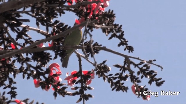 Golden-fronted Leafbird - ML201798941