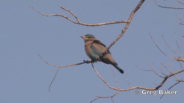 Indian Roller - ML201798981