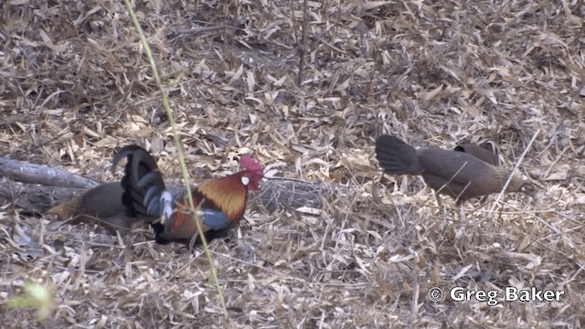 Red Junglefowl - ML201798991