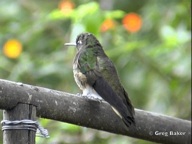 Buff-tailed Coronet - ML201799001