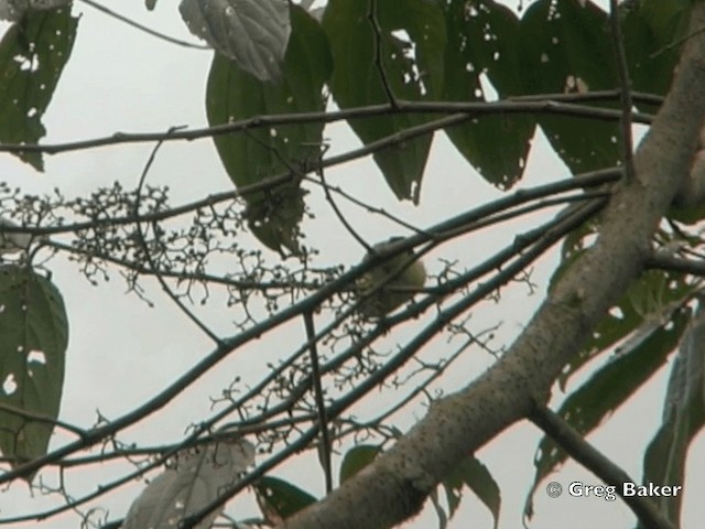 Vireo Coronipardo - ML201799021