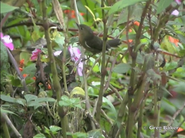 White-sided Flowerpiercer - ML201799031