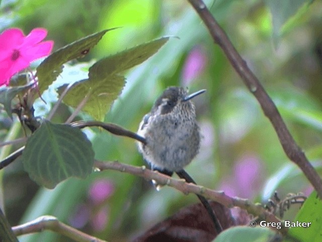Colibri moucheté (maculata) - ML201799061
