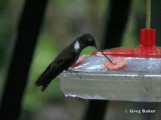 Brown Inca - ML201799121