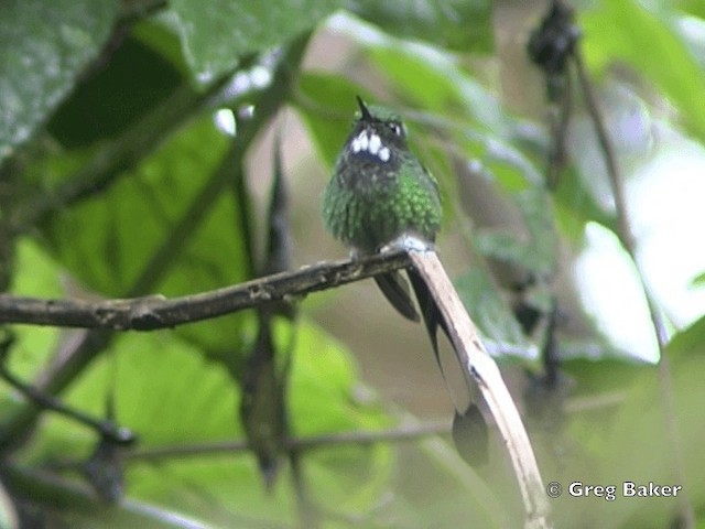 White-booted Racket-tail - ML201799131