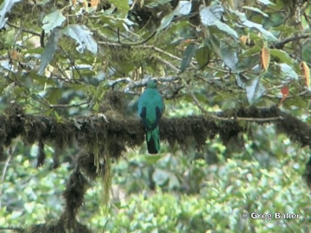 Golden-headed Quetzal - ML201799141