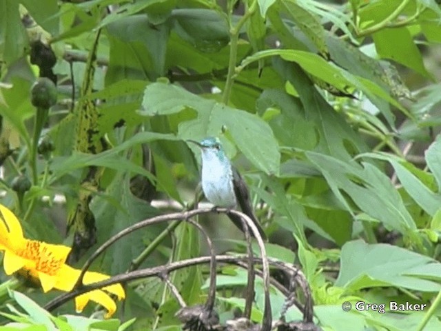 kolibřík andský - ML201799171