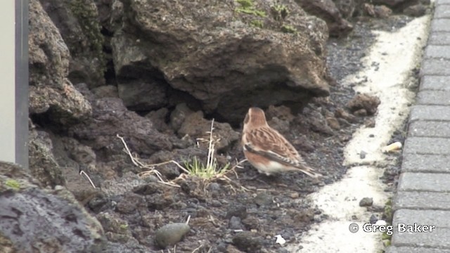 Snow Bunting - ML201799291